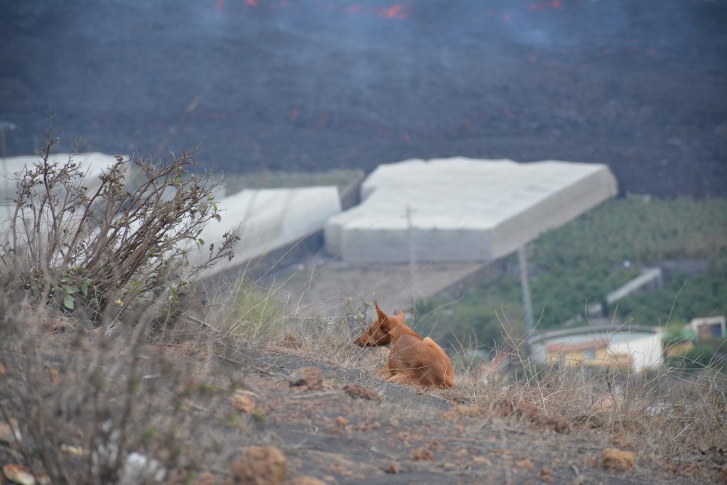 Observando Cumbre Vieja