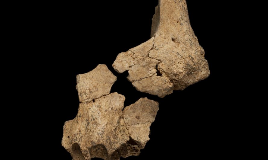 Atapuerca 2022. La sima del Elefante.